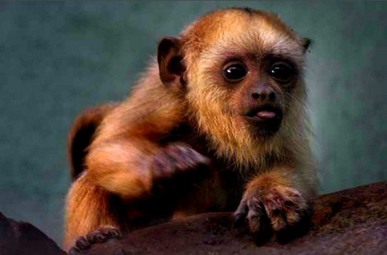 Picture 5 of The most adorable animal pictures in 2012