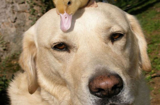 Picture 6 of The most adorable animal pictures in 2012