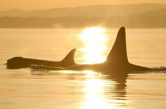 Picture 7 of The most adorable animal pictures in 2012
