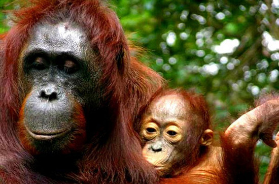 Picture 8 of The most adorable animal pictures in 2012