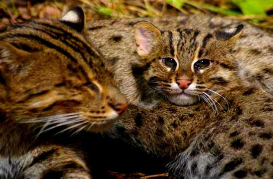 Picture 9 of The most adorable animal pictures in 2012