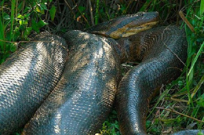 Picture 6 of The most authentic images of