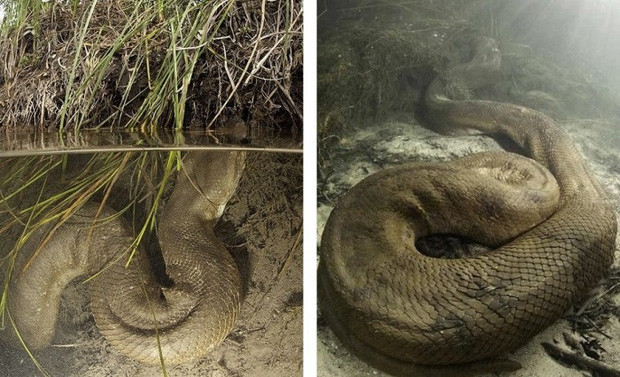 Picture 8 of The most authentic images of