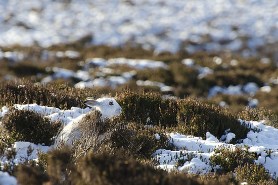 Picture 1 of The most beautiful animal photos of the past week: Forest rabbits on the steppe
