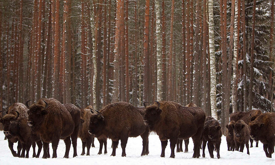 Picture 12 of The most beautiful animal photos of the past week: Forest rabbits on the steppe