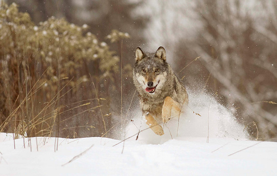 Picture 3 of The most beautiful animal photos of the past week: Forest rabbits on the steppe