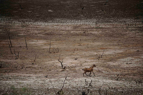 Picture 5 of The most beautiful animal photos of the past week: Forest rabbits on the steppe
