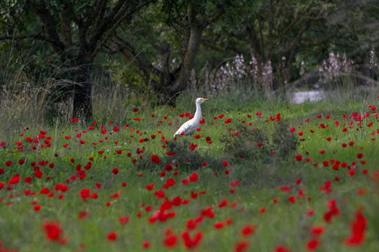 Picture 1 of The most beautiful animal photos of the past week