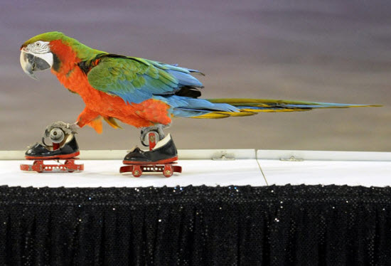 Picture 11 of The most beautiful animal photos of the past week