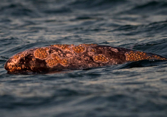Picture 2 of The most beautiful animal photos of the past week
