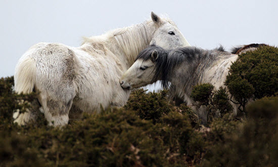 Picture 3 of The most beautiful animal photos of the past week