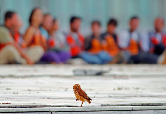 Picture 4 of The most beautiful animal photos of the past week