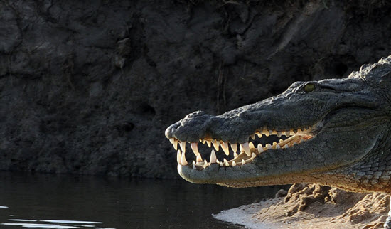 Picture 5 of The most beautiful animal photos of the past week