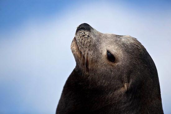 Picture 8 of The most beautiful animal photos of the past week