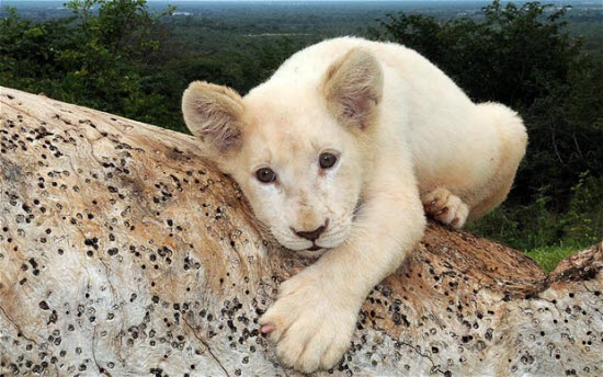 Picture 9 of The most beautiful animal photos of the past week