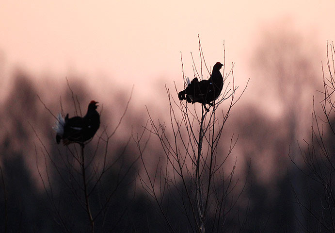 Picture 1 of The most beautiful animal photos of the past week: The grouse sits on the top of the tree