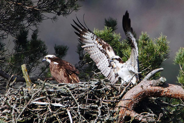 Picture 11 of The most beautiful animal photos of the past week: The grouse sits on the top of the tree