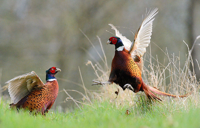 Picture 4 of The most beautiful animal photos of the past week: The grouse sits on the top of the tree