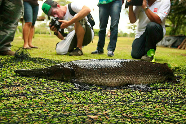 Picture 11 of The most beautiful animal photos of the week: Turtle challenge crocodile