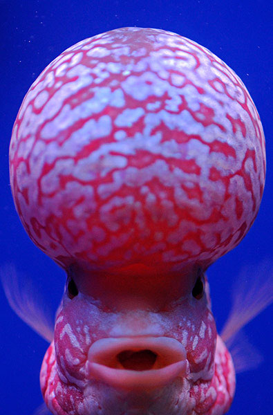 Picture 3 of The most beautiful animal photos of the week: Turtle challenge crocodile