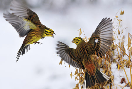 Picture 3 of The most beautiful animal photos of the year