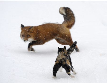 Picture 4 of The most beautiful animal photos of the year