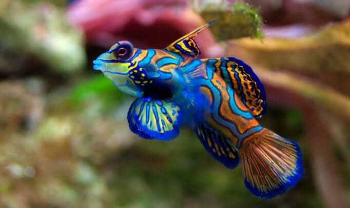 Picture 10 of The most beautiful aquarium fish