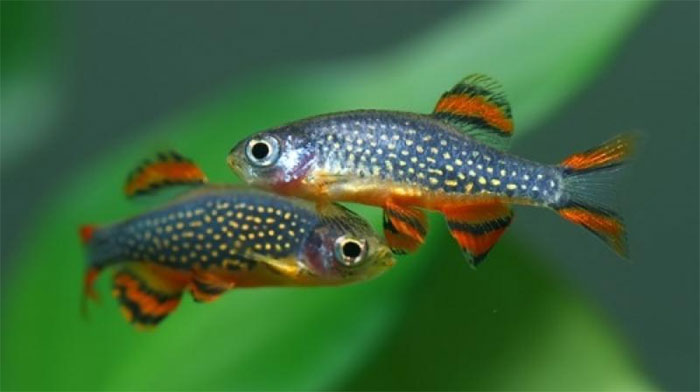 Picture 11 of The most beautiful aquarium fish
