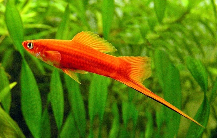 Picture 13 of The most beautiful aquarium fish