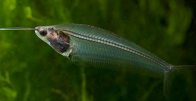 Picture 17 of The most beautiful aquarium fish