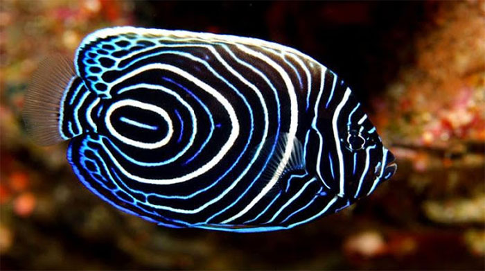 Picture 8 of The most beautiful aquarium fish
