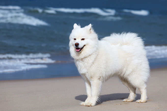Picture 3 of The most beautiful breeds in the world