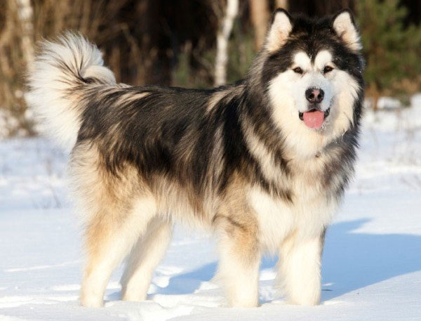 Picture 4 of The most beautiful breeds in the world