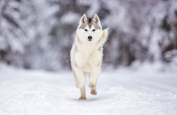 Picture 5 of The most beautiful breeds in the world