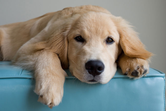 Picture 6 of The most beautiful breeds in the world