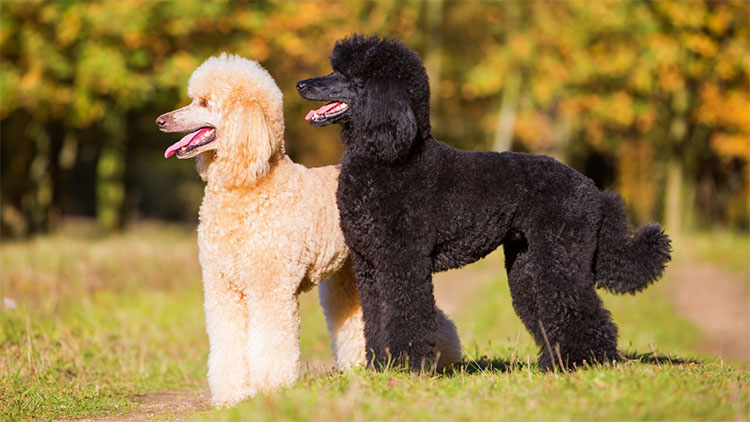 Picture 7 of The most beautiful breeds in the world