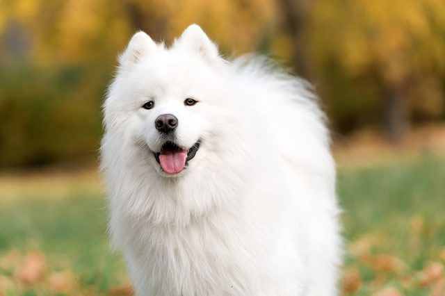 Picture 9 of The most beautiful breeds in the world