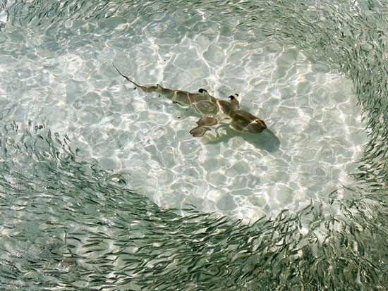 Picture 1 of The most beautiful nature photos in July 2011