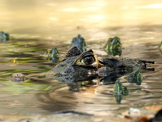 Picture 4 of The most beautiful nature photos in July 2011