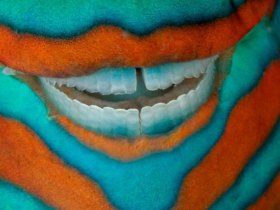 Picture 5 of The most beautiful nature photos in July 2011