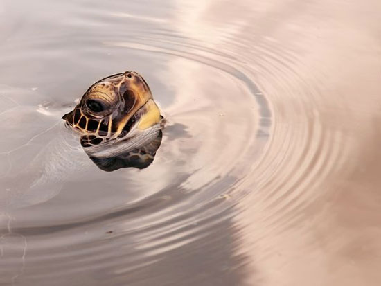 Picture 6 of The most beautiful nature photos in July 2011