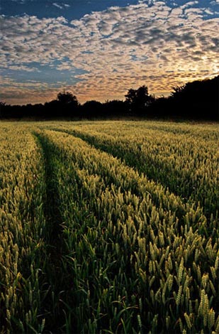 Picture 2 of The most beautiful photo in the UK