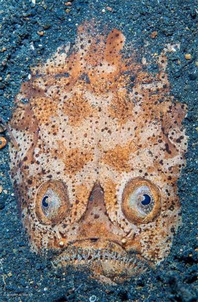 Picture 10 of The most beautiful photo of 'Astrological Fish' of the year