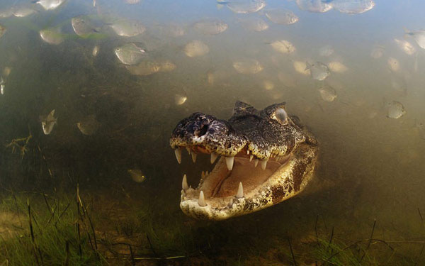 Picture 10 of The most beautiful wildlife photo of the year