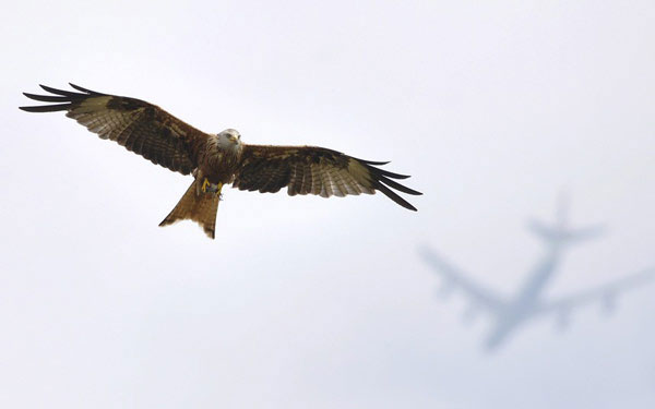 Picture 7 of The most beautiful wildlife photo of the year