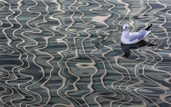 Picture 8 of The most beautiful wildlife photo of the year