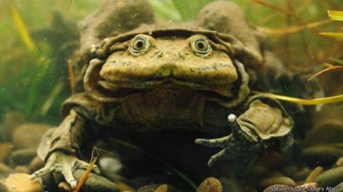 Picture 3 of The most bizarre animals on Earth