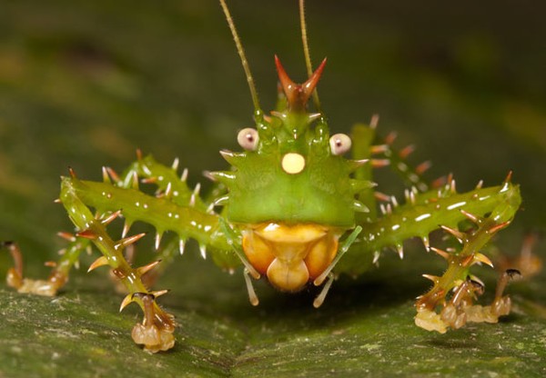 Picture 4 of The most bizarre animals on Earth