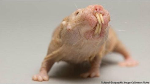 Picture 5 of The most bizarre animals on Earth