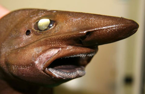 Picture 2 of The most bizarre fish on the planet